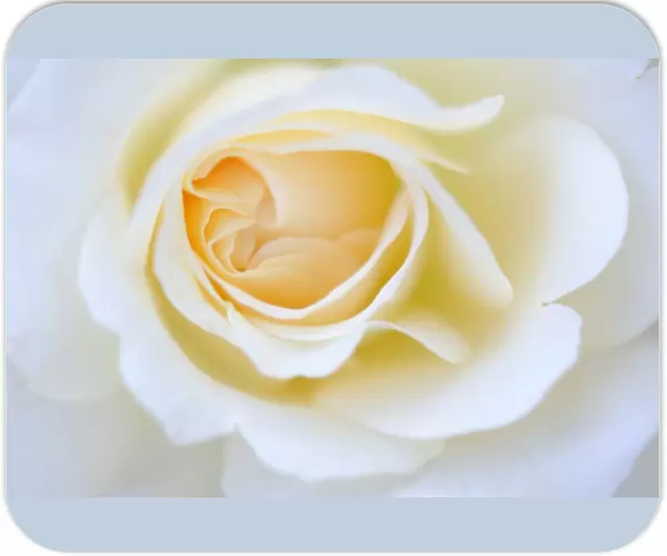 Detail, white Rose (Rosa)