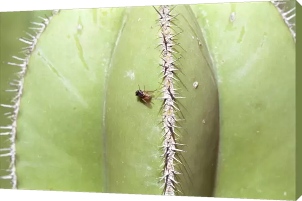 Fly on a cactus in the botanical garden in Valencia, Spain, Europe