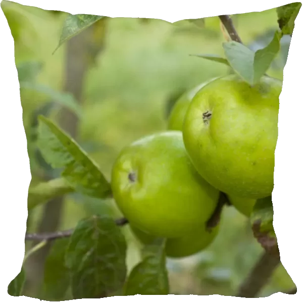 Green apples (Malus), Granny Smith