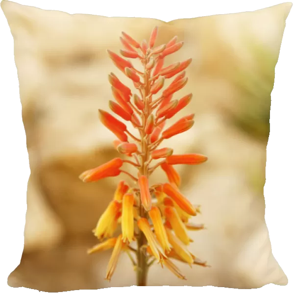 Red flower of an Aloe