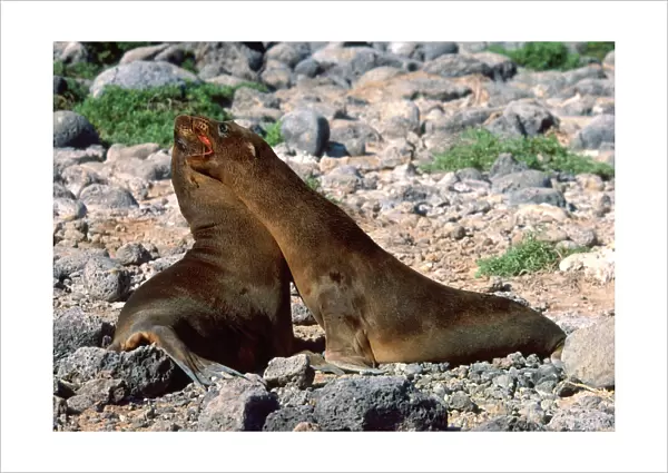 Young Galapagos Sea Lions (Zalophus californianus wollebaeki)