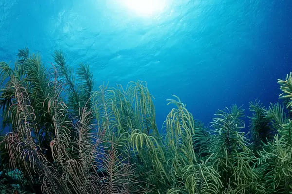 Coral reef, Caribbean Sea, Bonaire, Caribbean