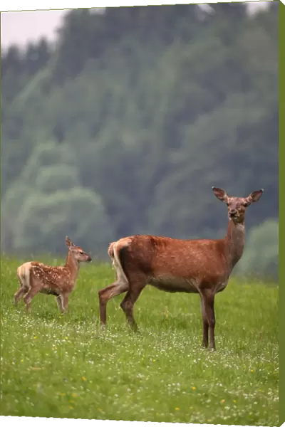 Red deer (Cervus elaphus) hind and calf, 10 days old, on a mountain meadow, Allgaeu, Bavaria, Germany, Europe