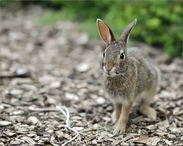 Cottontail rabbit (Sylvilagus), leveret, with ticks on its mouth, Chicago, Illinois, United States of America, USA