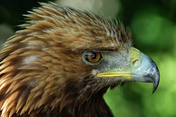 Golden Eagle (Aquila chrysaetos) with ruffled feathers