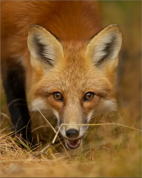Red Fox close-up