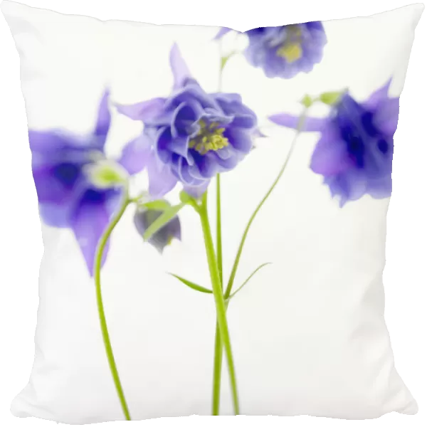 studio shot of blue flowers