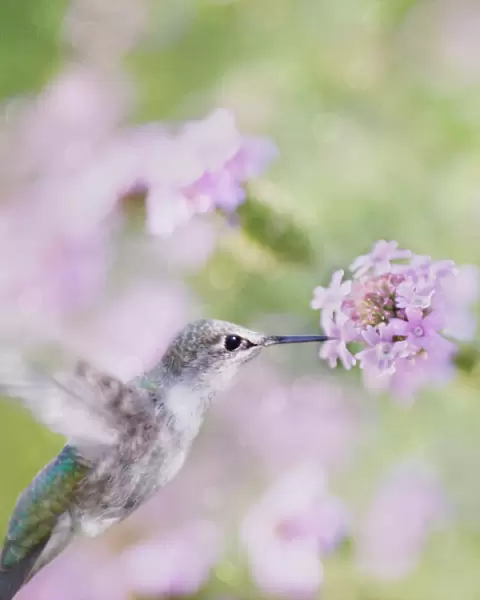 Sparkling Beauty Annas Hummingbird