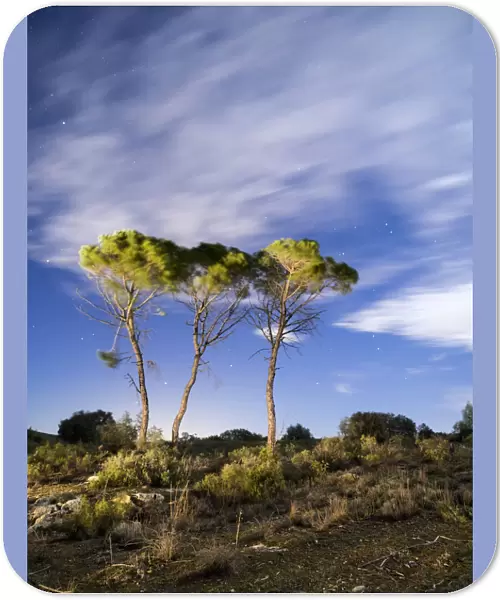 Trees and clouds in movement for the wind