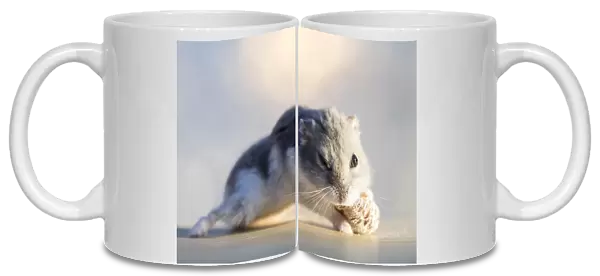 Hamster (Cricetinae), eating a dried fig, lit by sunlight