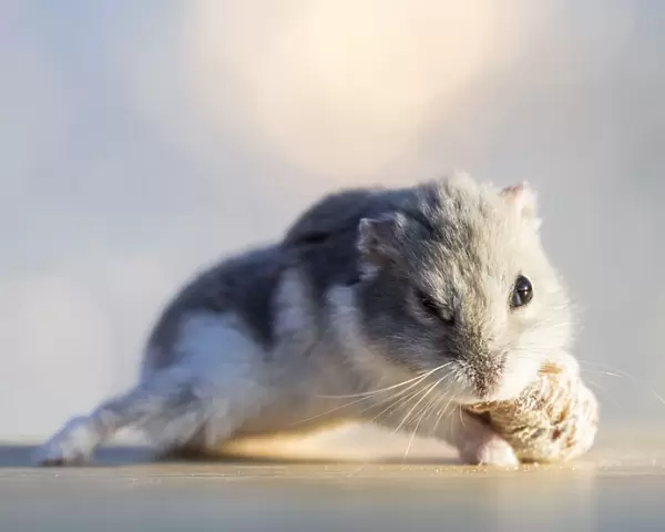 Hamster (Cricetinae), eating a dried fig, lit by sunlight