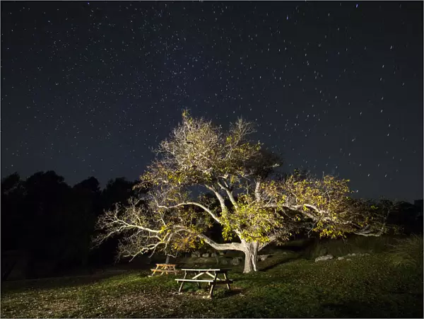 Great walnut in an area of picnic in the mountain, one autumn night
