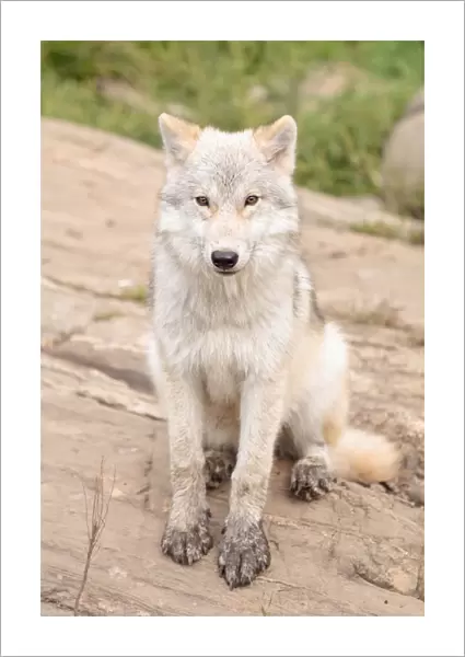 juvenile arctic wolf