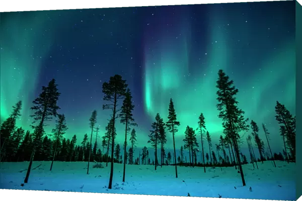 Northern Lights in the Trees