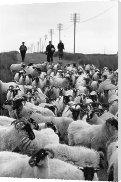 Herd Of Sheep