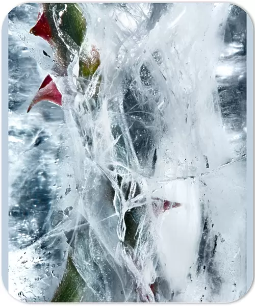 Flowers frozen in ice