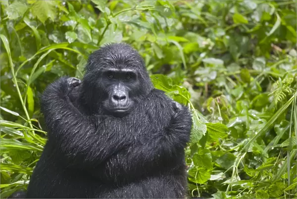 Mountain Gorilla (Gorilla gorilla beringei) resting in rainforest