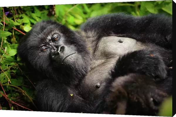 A sleepy mountain gorilla (Gorilla beringei beringei) lounging in the underbrush in Volcanoes National Park, Rwanda