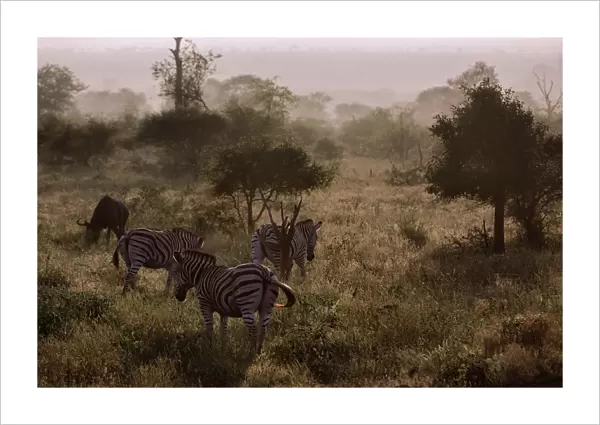 Misty Morning With the Zebras & Wildebeest, Kruger National Park, South Africa