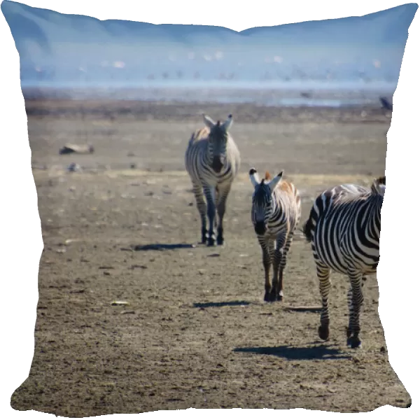 Zebra. Lake Nakuru, Kenya