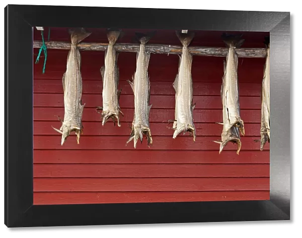 Stockfish is dried fish (mostly cod). The drying of fish is the worlds