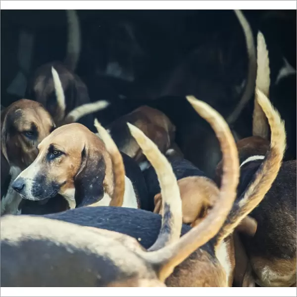 Cheverny castle beagles used for wild bore hunting