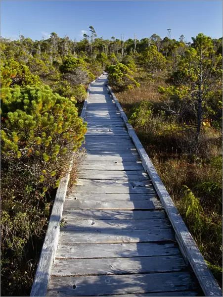 The Cedar Boardwalk Path In The Shorepine Bog Trail In Pacific Rim National Park Near Tofino