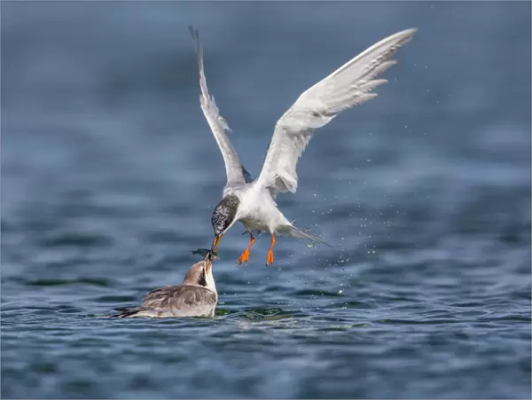Tern Feeding