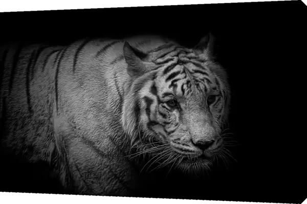 White Tiger Portrait Monochrome