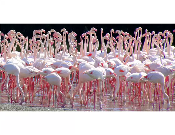Flamingo flock, Ras al Khor Sanctuary, Dubai