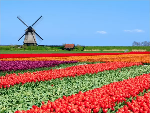 Typical Dutch Landscape in spring