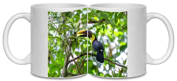 Chestnut-mandibled Toucan (Ramphastos swainsonii), Corcovado, Costa Rica