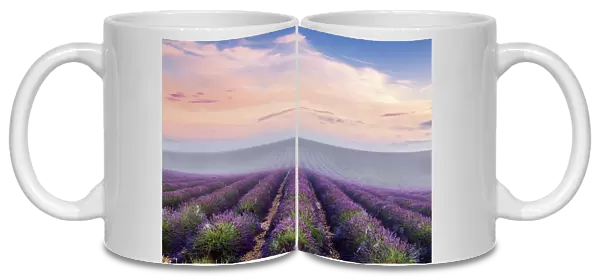 Landscape: scenic lavender field in Provence, France