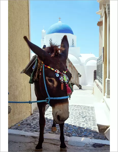 Donkey in front of blue domed church, Santorini