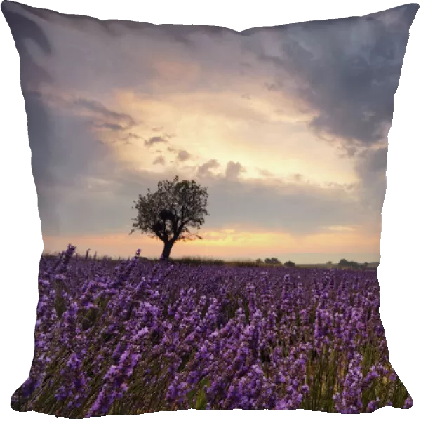 Lavender at dawn
