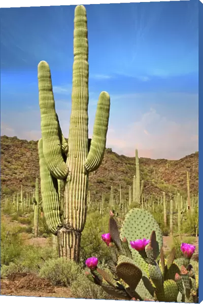 Desert Landscape with Cactus in Arizona