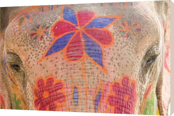 India, Allahabad, painted elephant, close-up