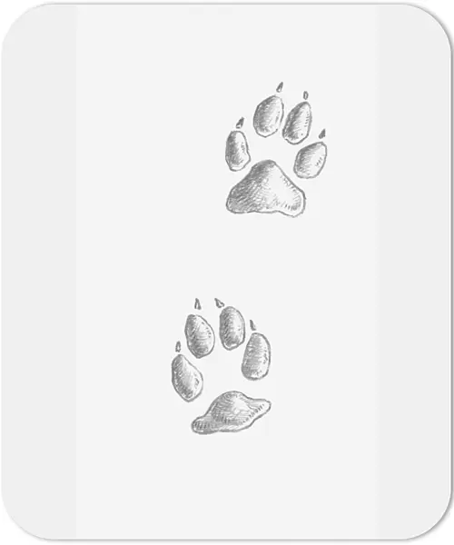 Black and white illustration of two Coyote (Canis latrans) paw prints
