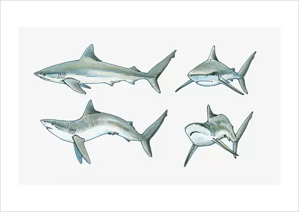Illustration of shark body language, normal front and side-on positions (top), and displaying aggressive body language (bottom)