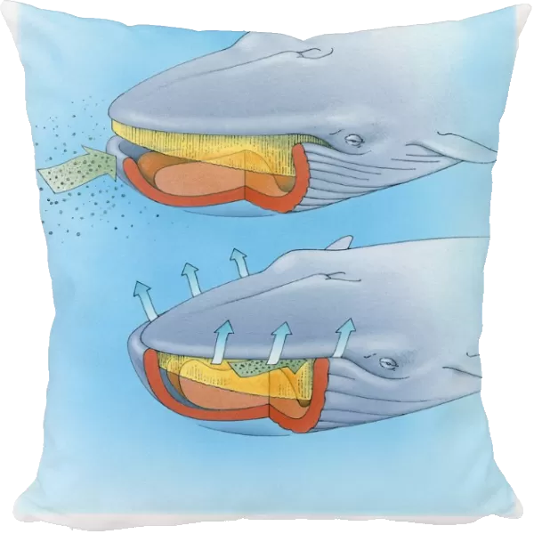 Diagram showing how baleen whale eats plankton and krill