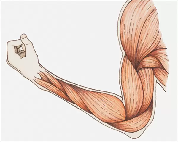 Illustration of flexed muscles in arm