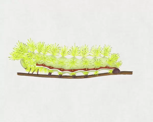 Illustration of green and red striped Io Moth (Automeris io) caterpillar on stem