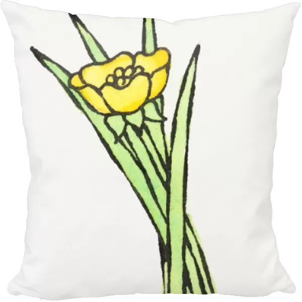 Illustration of yellow buttercup and blades of green grass