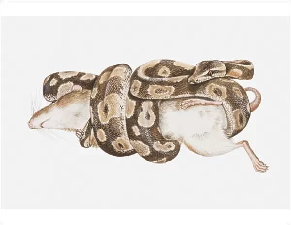 Illustration of a python wrapping itself around a rodent