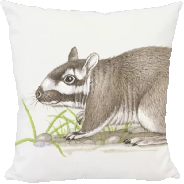 Illustration of Plains Viscacha (Lagostomus maximus)