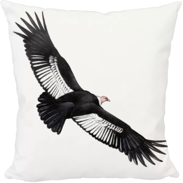 Illustration of Andean Condor ((Vultur gryphus) in flight, and African Pygmy-falcon (Polihierax semitorquatus) perching on hand