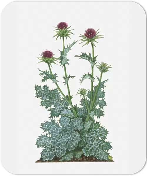 Silybum marianum (Milk Thistle) with purple flowers and spiked green and white leaves on tall stems