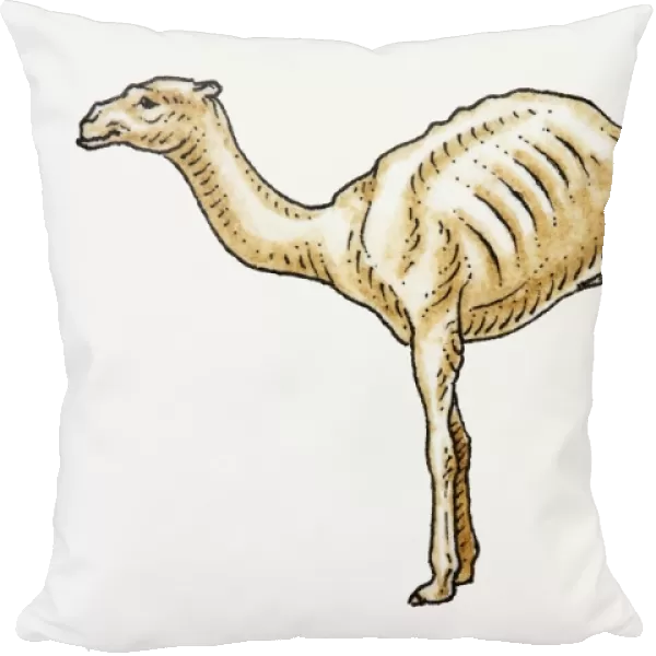 Illustration of an old, emaciated dromedary camel