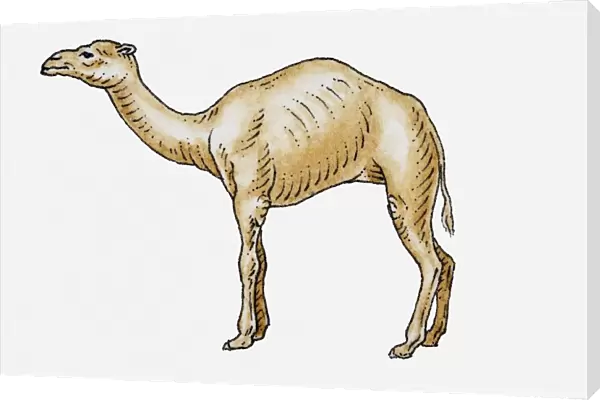 Illustration of dromedary camel, side view