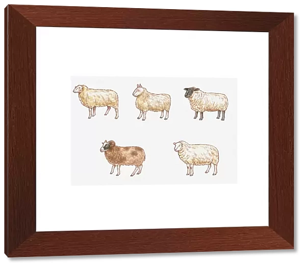 Illustration of Milk, Mule, Suffolk, Welsh Mountain, and Jacob Sheep